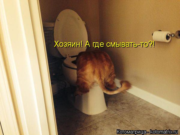 Хозяин! А где смывать-то?!... Котоматрица: Хозяин! А где смывать-то?!
