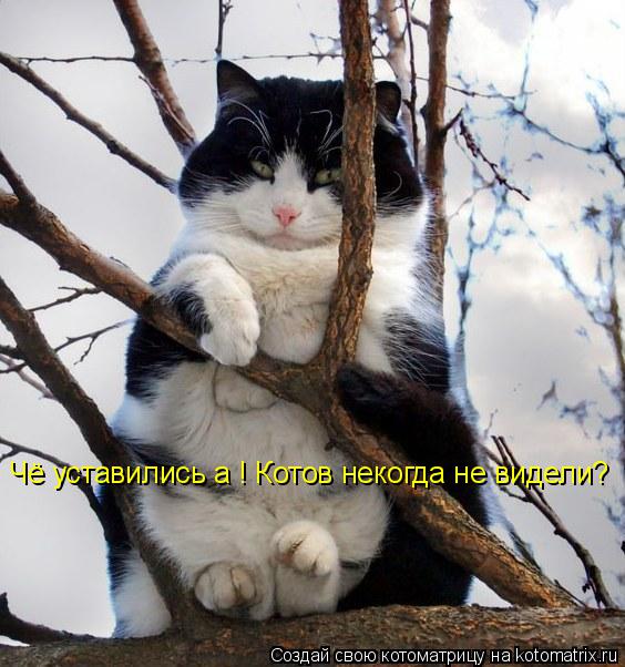 Котоматрица: Чё уставились а ! Котов некогда не видели?