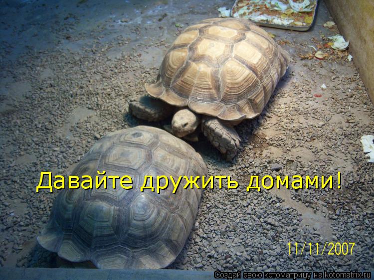 Давайте дружить домами!... Котоматрица: Давайте дружить домами!