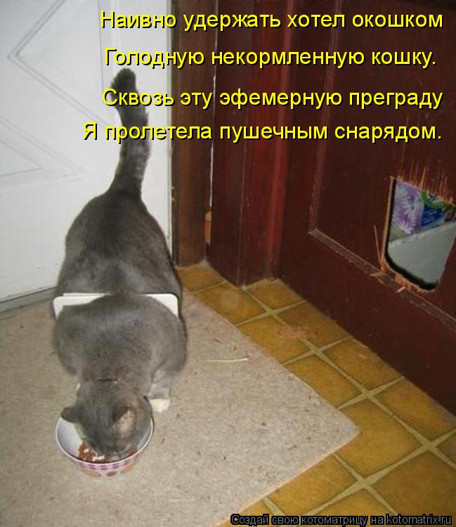 Котоматрица: Наивно удержать хотел окошком Голодную некормленную кошку. Сквозь эту эфемерную преграду Я пролетела пушечным снарядом.
