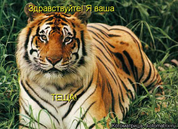 Здравствуйте! Я ваша ТЕЩА!... Котоматрица: Здравствуйте! Я ваша ТЕЩА!