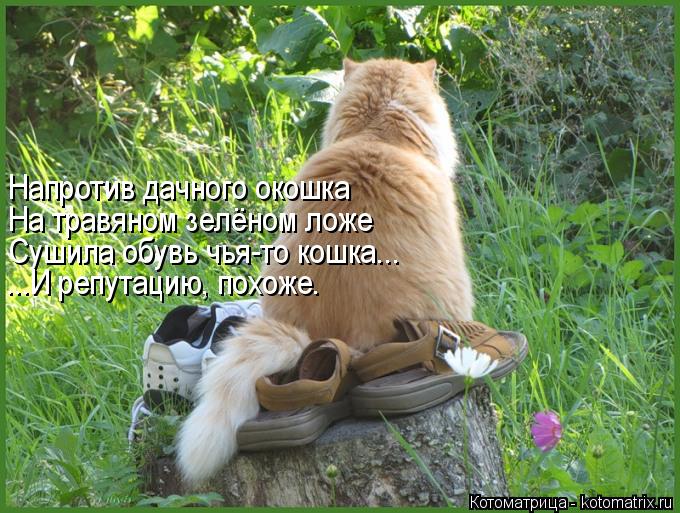 Котоматрица: Напротив дачного окошка На травяном зелёном ложе Сушила обувь чья-то кошка... ...И репутацию, похоже.