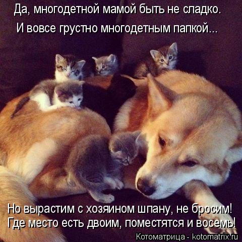 Да, многодетной мамой быть не сладко. И вовсе грустно многодетным папкой... Но вырастим с хозяином шп... Котоматрица: Да, многодетной мамой быть не сладко. И вовсе грустно многодетным папкой... Но вырастим с хозяином шпану, не бросим! Где место есть двоим, пом