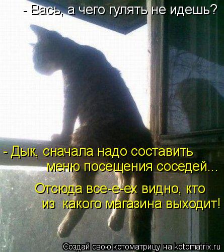 Котоматрица: - Вась, а чего гулять не идешь? - Дык, сначала надо составить меню посещения соседей... Отсюда все-е-ех видно, кто из  какого магазина выходит!