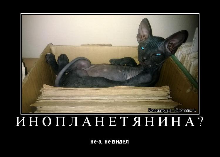 Котоматрица: ИНОПЛАНЕТЯНИНА? не-а, не видел
