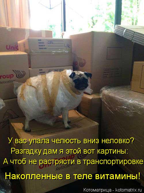 У вас упала челюсть вниз неловко? Разгадку дам я этой вот картины: А чтоб не растрясти в транспортиро... Котоматрица: У вас упала челюсть вниз неловко? Разгадку дам я этой вот картины: А чтоб не растрясти в транспортировке Накопленные в теле витамины!
