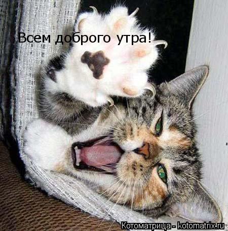 Котоматрица: Всем доброго утра!