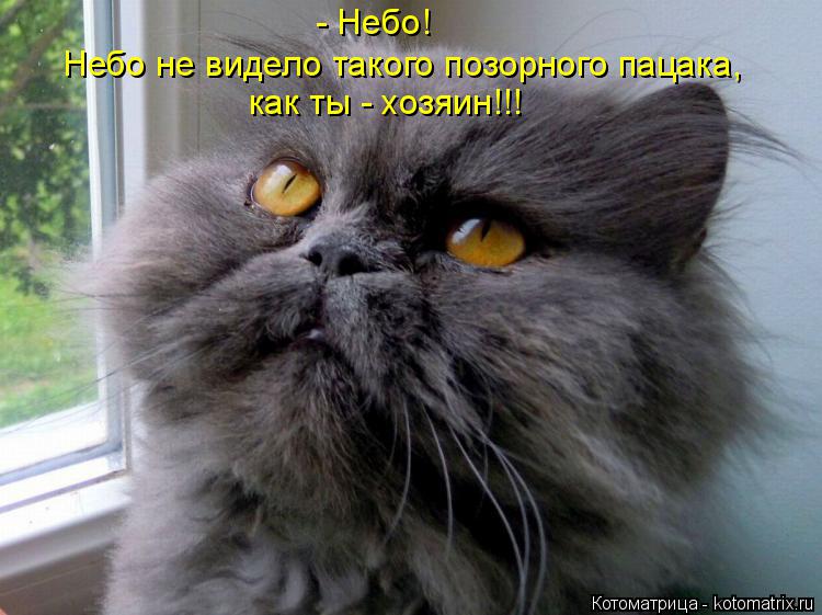 Котоматрица: - Небо! Небо не видело такого позорного пацака,  как ты - хозяин!!!