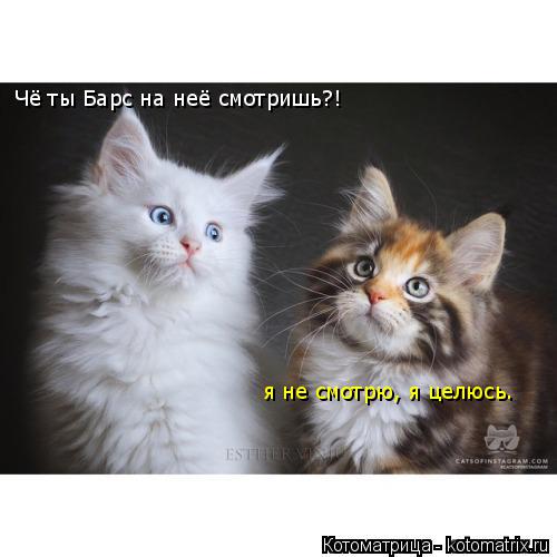 Котоматрица: Чё ты Барс на неё смотришь?! я не смотрю, я целюсь.