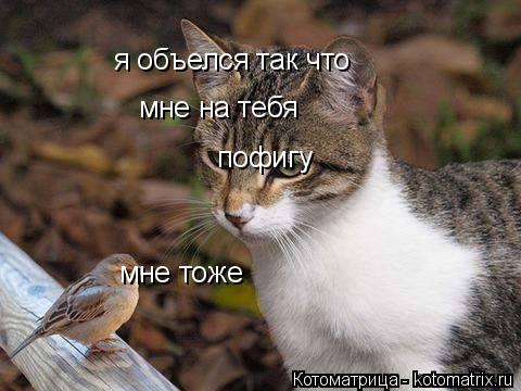 я объелся так что мне на тебя пофигу мне тоже... Котоматрица: я объелся так что мне на тебя пофигу мне тоже