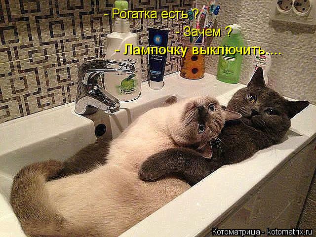 http://kotomatrix.ru/images/lolz/2014/11/28/kotomatritsa_Dx.jpg