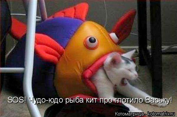 SOS! Чудо-юдо рыба кит про глотило Ваську!... Котоматрица: SOS! Чудо-юдо рыба кит про глотило Ваську!