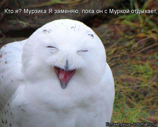 Кто я? Мурзика Я заменяю, пока он с Муркой отдыхает.... Котоматрица: Кто я? Мурзика Я заменяю, пока он с Муркой отдыхает.