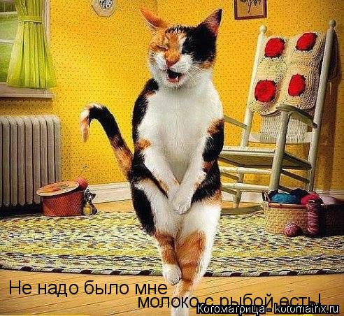 Не надо было мне молоко с рыбой есть!... Котоматрица: Не надо было мне молоко с рыбой есть!