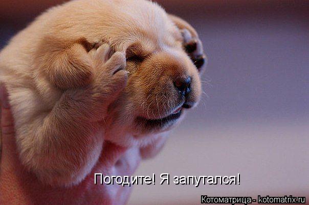 Погодите! Я запутался!... Котоматрица: Погодите! Я запутался!