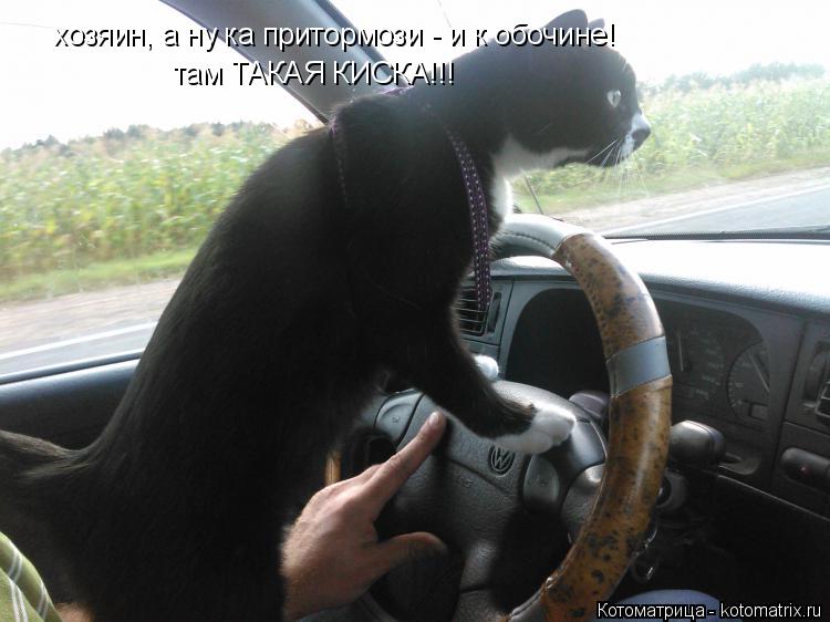 хозяин, а ну ка притормози - и к обочине! там ТАКАЯ КИСКА!!!... Котоматрица: хозяин, а ну ка притормози - и к обочине! там ТАКАЯ КИСКА!!!