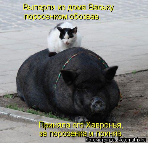Выперли из дома Ваську, поросенком обозвав, Приняла его Хавронья, за поросенка и приняв.... Котоматрица: Выперли из дома Ваську, поросенком обозвав, Приняла его Хавронья, за поросенка и приняв.