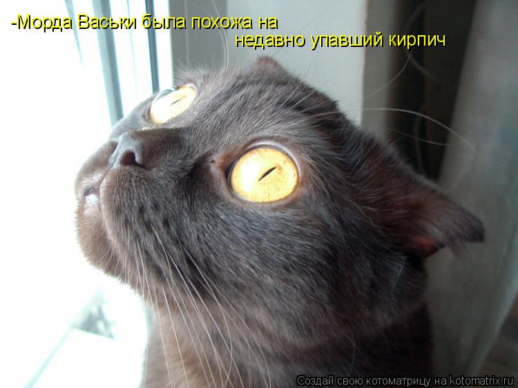 Котоматрица: недавно упавший кирпич -Морда Васьки была похожа на