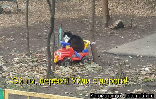 Котоматрица: -Эй ты, дерево! Уйди с дороги!