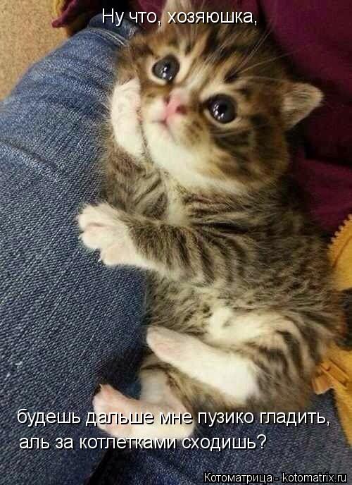 Ну что, хозяюшка, будешь дальше мне пузико гладить, аль за котлетками сходишь?... Котоматрица: Ну что, хозяюшка, будешь дальше мне пузико гладить, аль за котлетками сходишь?