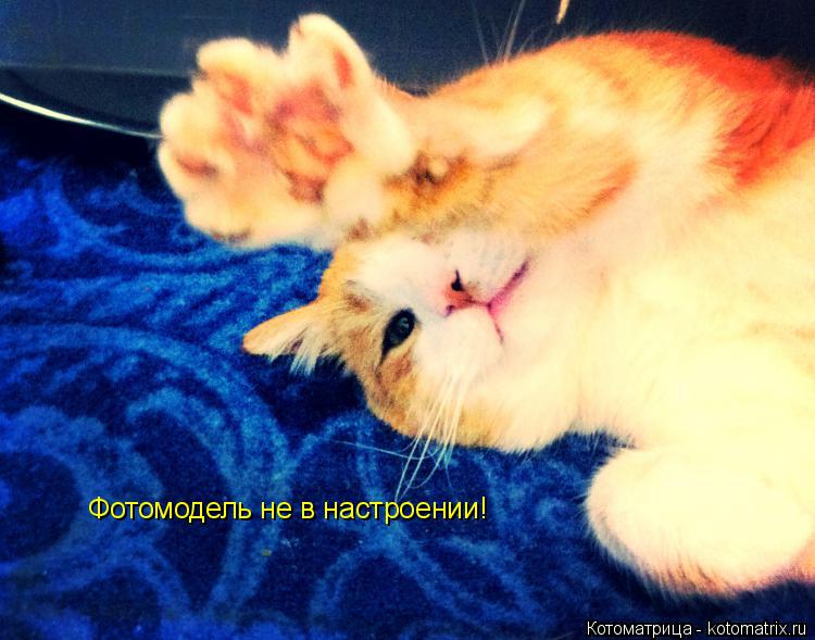 Фотомодель не в настроении!... Котоматрица: Фотомодель не в настроении!