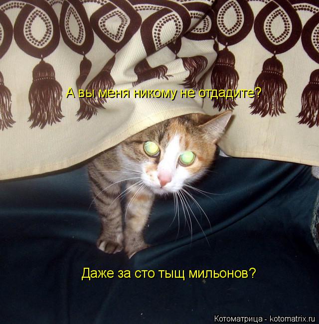 А вы меня никому не отдадите? Даже за сто тыщ мильонов?... Котоматрица: А вы меня никому не отдадите? Даже за сто тыщ мильонов?