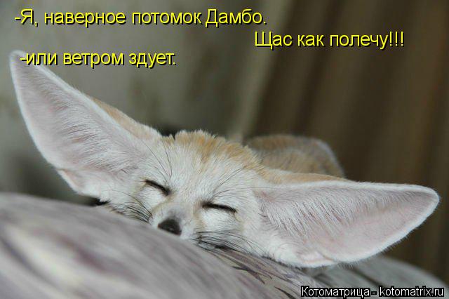 Котоматрица: -Я, наверное потомок Дамбо. Щас как полечу!!! -или ветром здует.