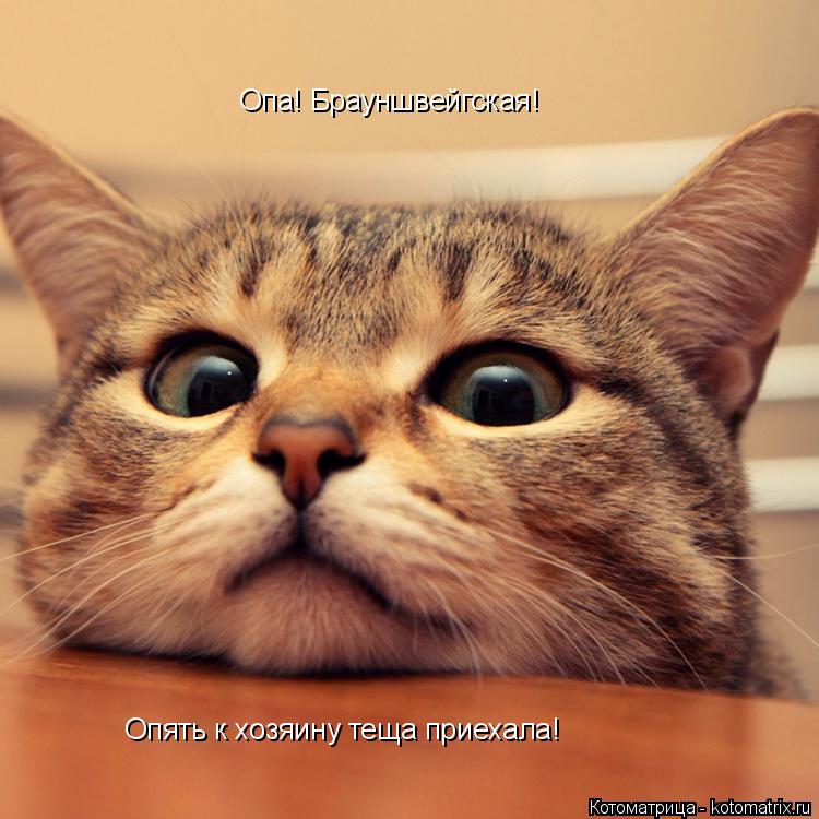 Опа! Брауншвейгская! Опять к хозяину теща приехала!... Котоматрица: Опа! Брауншвейгская! Опять к хозяину теща приехала!