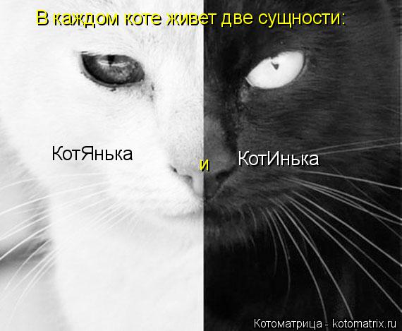 В каждом коте живет две сущности: КотЯнька и КотИнька... Котоматрица: В каждом коте живет две сущности: КотЯнька и КотИнька