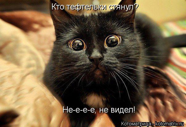 Кто тефтельки стянул? Не-е-е-е, не видел!... Котоматрица: Кто тефтельки стянул? Не-е-е-е, не видел!