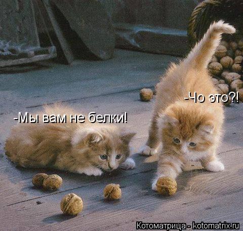 -Чо это?! -Мы вам не белки!... Котоматрица: -Чо это?! -Мы вам не белки!