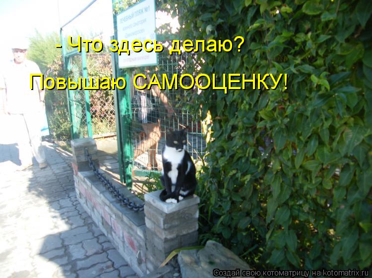 Котоматрица: - Что здесь делаю? Повышаю САМООЦЕНКУ!