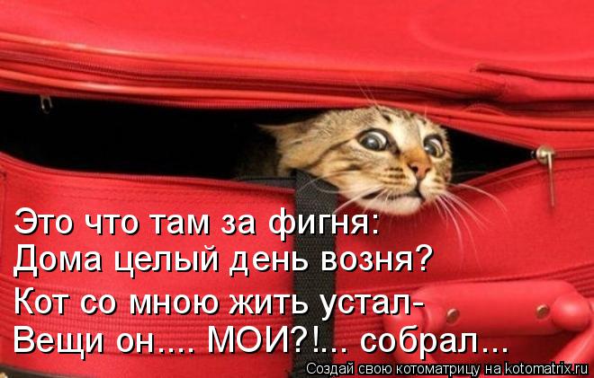 Котоматрица: Это что там за фигня: Дома целый день возня? Кот со мною жить устал- Вещи он.... МОИ?!... собрал...