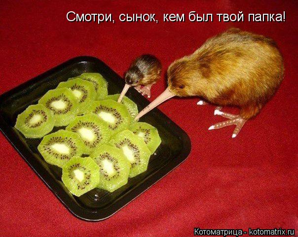 Смотри, сынок, кем был твой папка!... Котоматрица: Смотри, сынок, кем был твой папка!