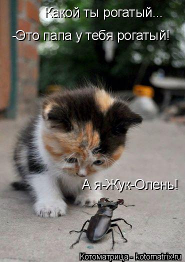 Какой ты рогатый... -Это папа у тебя рогатый! А я-Жук-Олень!... Котоматрица: Какой ты рогатый... -Это папа у тебя рогатый! А я-Жук-Олень!