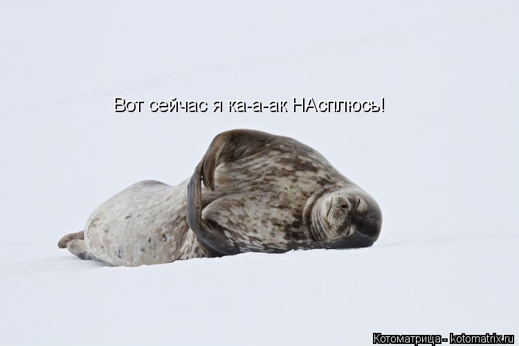 Вот сейчас я ка-а-ак НАсплюсь!... Котоматрица: Вот сейчас я ка-а-ак НАсплюсь!