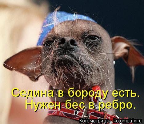 Седина в бороду есть. Нужен бес в ребро.... Котоматрица: Седина в бороду есть. Нужен бес в ребро.