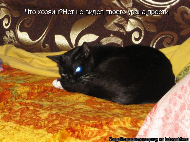 Котоматрица: Что,хозяин?Нет не видел твоего урана,прости.