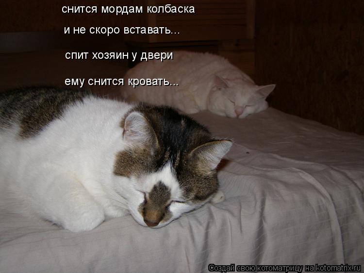 снится мордам колбаска и не скоро вставать... спит хозяин у двери ему снится кровать...... Котоматрица: снится мордам колбаска и не скоро вставать... спит хозяин у двери ему снится кровать...