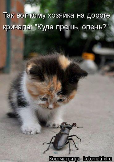 Так вот кому хозяйка на дороге кричала: "Куда прешь, олень?"... Котоматрица: Так вот кому хозяйка на дороге кричала: "Куда прешь, олень?"