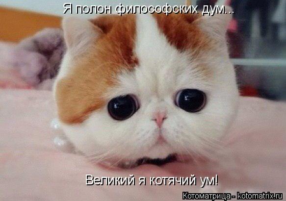 Я полон философских дум... Великий я котячий ум!... Котоматрица: Я полон философских дум... Великий я котячий ум!