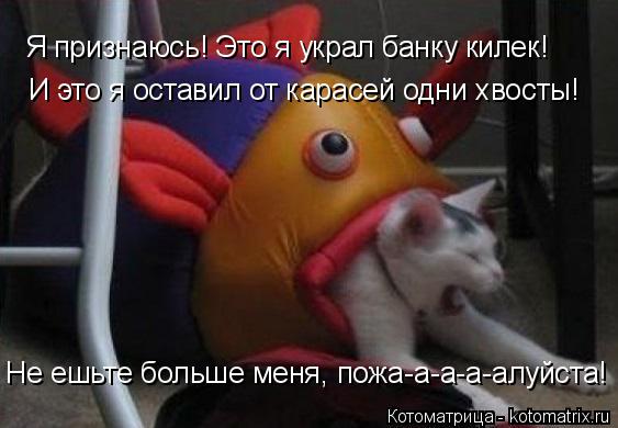 Я признаюсь! Это я украл банку килек! И это я оставил от карасей одни хвосты! Не ешьте больше меня,... Котоматрица: Я признаюсь! Это я украл банку килек! И это я оставил от карасей одни хвосты! Не ешьте больше меня, пожа-а-а-а-алуйста!