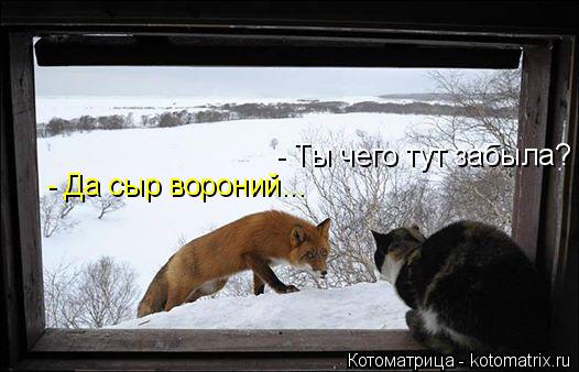 - Ты чего тут забыла? - Да сыр вороний...... Котоматрица: - Ты чего тут забыла? - Да сыр вороний...