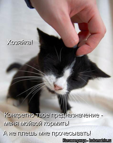 Хозяйка! Конкретно твое предназначение - меня мойвой кормить! А не плешь мне прочесывать!... Котоматрица: Хозяйка! Конкретно твое предназначение - меня мойвой кормить! А не плешь мне прочесывать!