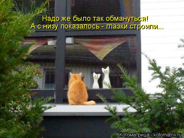 .. .. Надо же было так обмануться! А с низу показалось - глазки строили...... Котоматрица: .. .. Надо же было так обмануться! А с низу показалось - глазки строили...