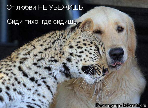 От любви НЕ УБЕЖИШЬ. Сиди тихо, где сидишь... Котоматрица: От любви НЕ УБЕЖИШЬ. Сиди тихо, где сидишь