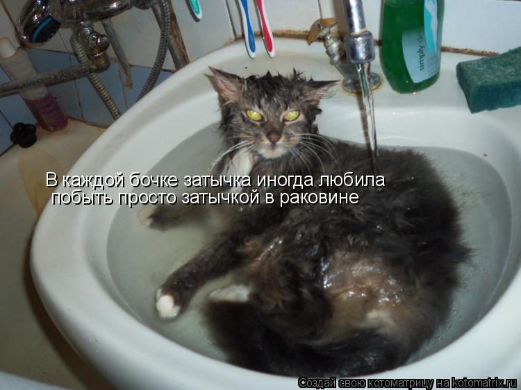 В каждой бочке затычка иногда любила побыть просто затычкой в раковине... Котоматрица: В каждой бочке затычка иногда любила побыть просто затычкой в раковине