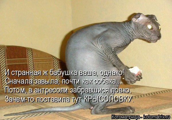 И странная ж бабушка ваша, однако! Сначала завыла, почти как собака... Потом, в антресоли забравшися ... Котоматрица: И странная ж бабушка ваша, однако! Сначала завыла, почти как собака... Потом, в антресоли забравшися ловко, Зачем-то поставила тут КРЫСОЛОВКУ.