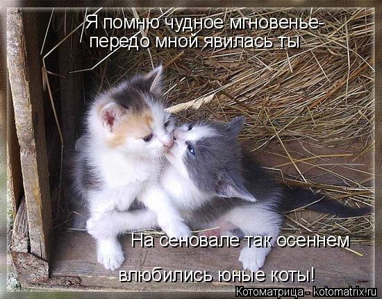 Я помню чудное мгновенье- передо мной явилась ты На сеновале так осеннем влюбились юные коты!... Котоматрица: Я помню чудное мгновенье- передо мной явилась ты На сеновале так осеннем влюбились юные коты!