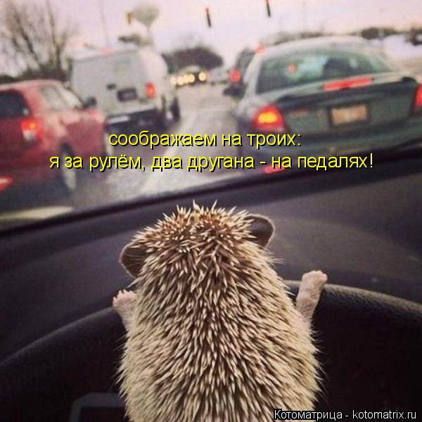 соображаем на троих: я за рулём, два другана - на педалях!... Котоматрица: соображаем на троих: я за рулём, два другана - на педалях!